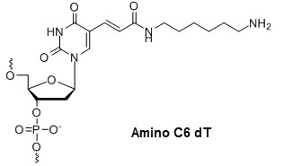 Bio-Synthesis Inc. Oligo Structure